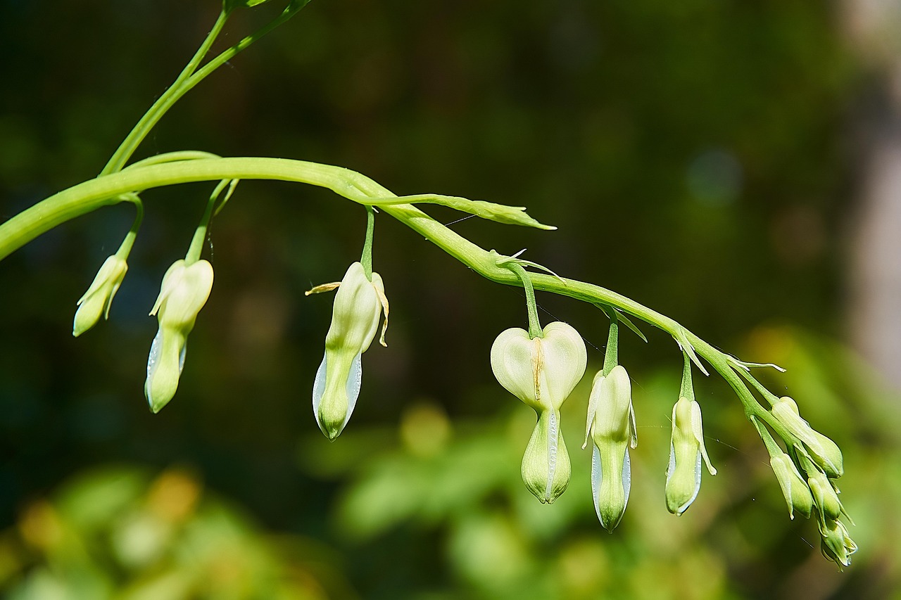 płaczące serce, lamprocapnos spectabilis, biały, dwukolorowy kwiat w kształcie serca, płonące serce, kij serca, marienherz, lamprocapnos arg, papawkowate, trująca roślina, kwiaty, wiosna, ścieśniać, ogród, roślina ozdobna, natura, rozkwiecony, piękny, serce kwiat, mak roślina, kwiat, w ogrodzie, kwitną biały, roślina ogrodowa, flora, zielony, trujący