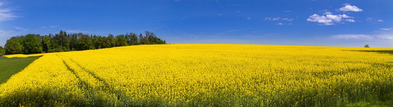 oilseed rape, field of rapeseeds, yellow, blossoms, sea of flowers, rape blossom, spring, fields, nature, rapeseed, bright, bloom