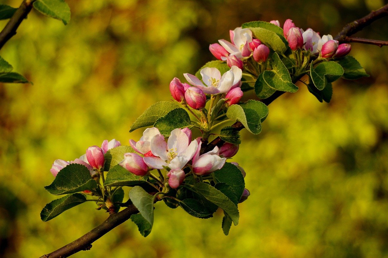 apple blossoms, flowering branch, tree, nature, plant, bud, spring, blooming branch