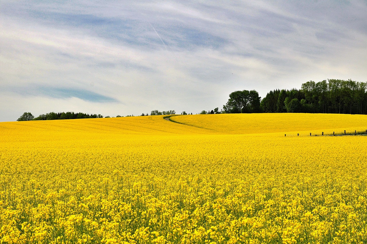 nature, landscape, field, field of rapeseeds, blooming rape field, spring, yellow, radiant
