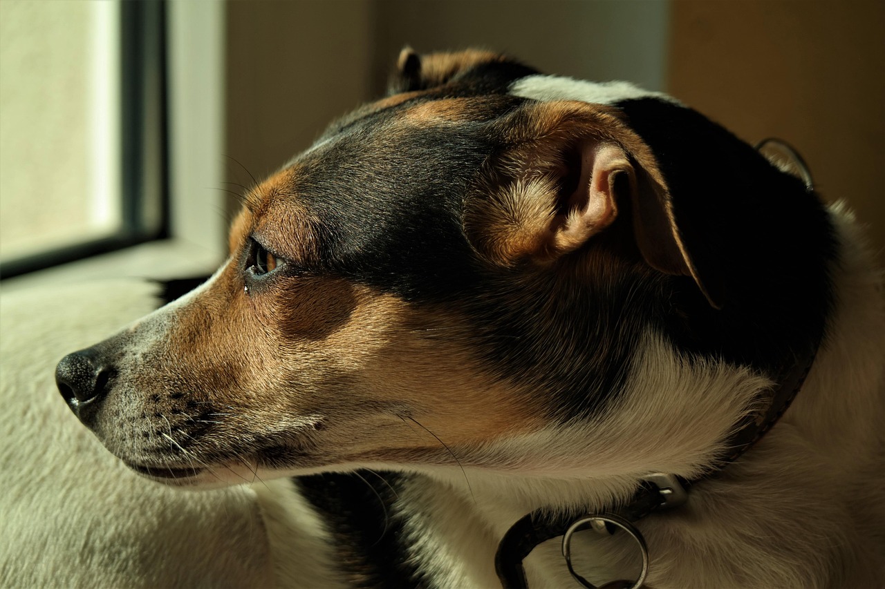 dog, pet, animal, mammal, nature, cute, portrait, domestic animal, dog photography, comrade