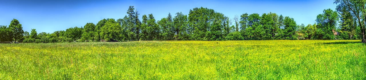 wiese, blumen, blumentapete, blumenwiese, frühling, blumen hintergrund, blühen, bunt, gelb, schöne blumen, grün, natur, blüten, flora, pflanze, gras, wald, landschaft, baum, stimmung, panorama, hdr, high dynamic range, sommer, romantik, romantisch, verliebt, lieben