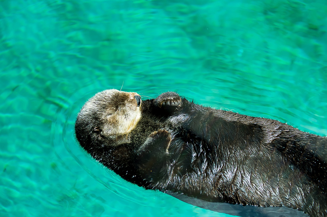 zwierzę, ogród zoologiczny, dzikiej przyrody, zwierzęta z zoo, dziki, natura, ssak, lew, uroczy, safari, małpa, żyrafa, kreskówka, afryka, kolekcja, słoń, fauna, projekt, ustawić, egzotyczny, tropikalny, niedźwiedź, tygrys, dżungla, kot, rysunek, zebra, szczęśliwy, kolor ptak, zabawa oczywiście