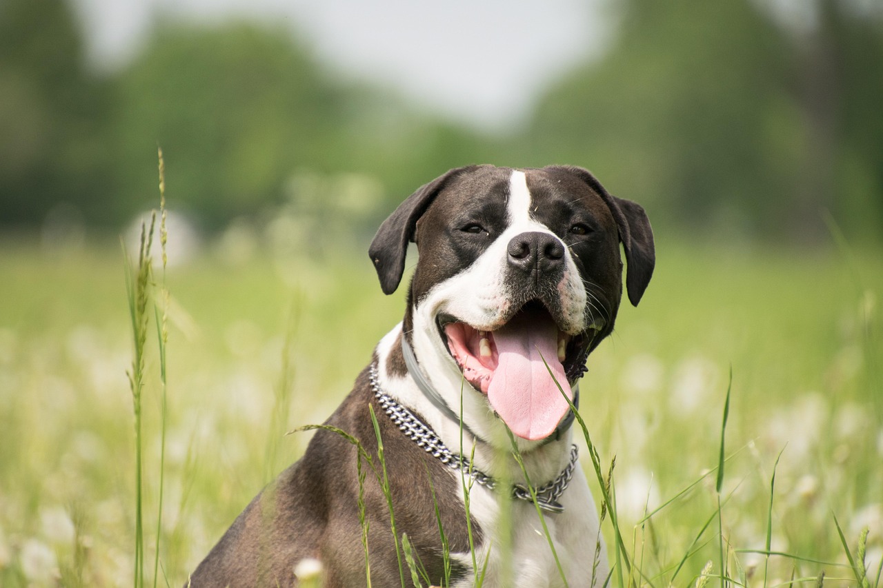 dog, pet, tongue, comrade, to play, animal, meadow, nature, grass, to sit, portrait