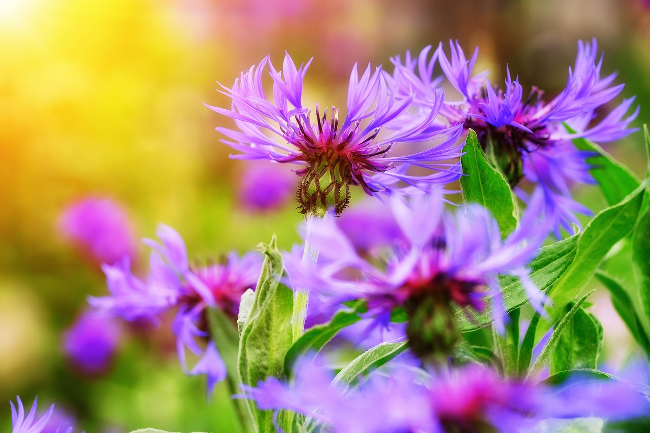 kornblumen, blumen, lilane blumen, schöne blumen, blütenblätter, lila blüten, blätter, blüte, blumentapete, flora, natur, blumen hintergrund, nahaufnahme