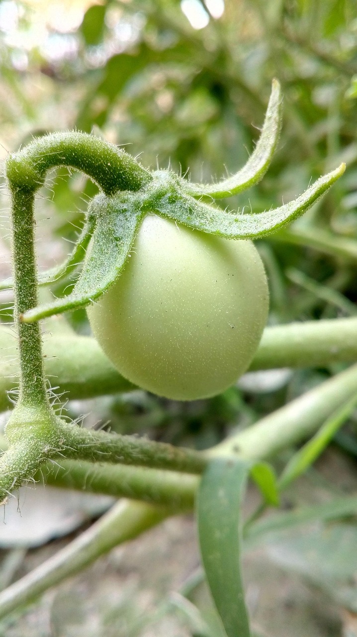 tomato, green, nature, vegetables, green vegetables