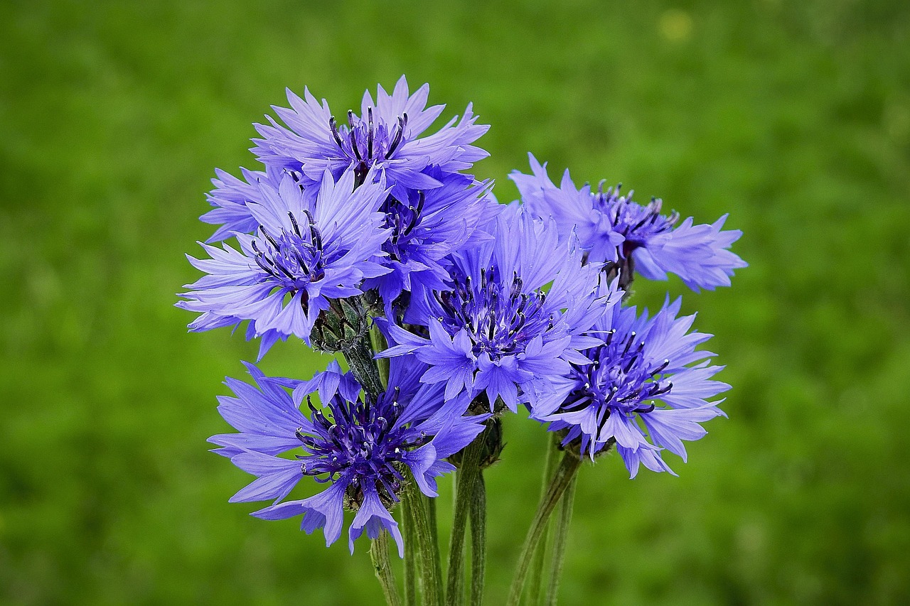 kornblumen, blumenstrauß, wiese, blau, natur, feldblumen, kornblumen, kornblumen, kornblumen, kornblumen, kornblumen