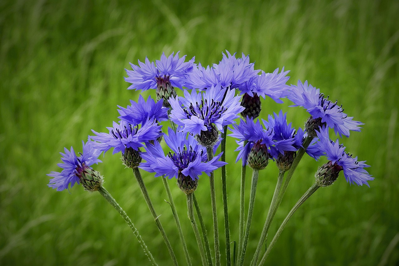 kornblumen, feder, wiese, natur, feldblume, kornblumen, kornblumen, kornblumen, kornblumen, kornblumen