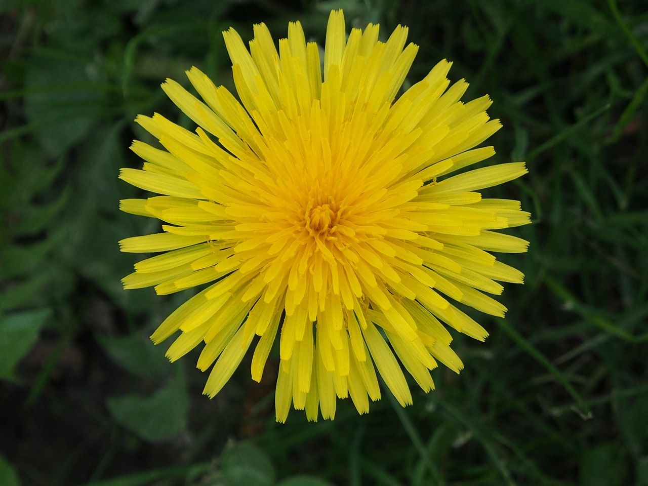 dandelion, yellow, blossom, bloom, pointed flower, common dandelion, yellow flower
