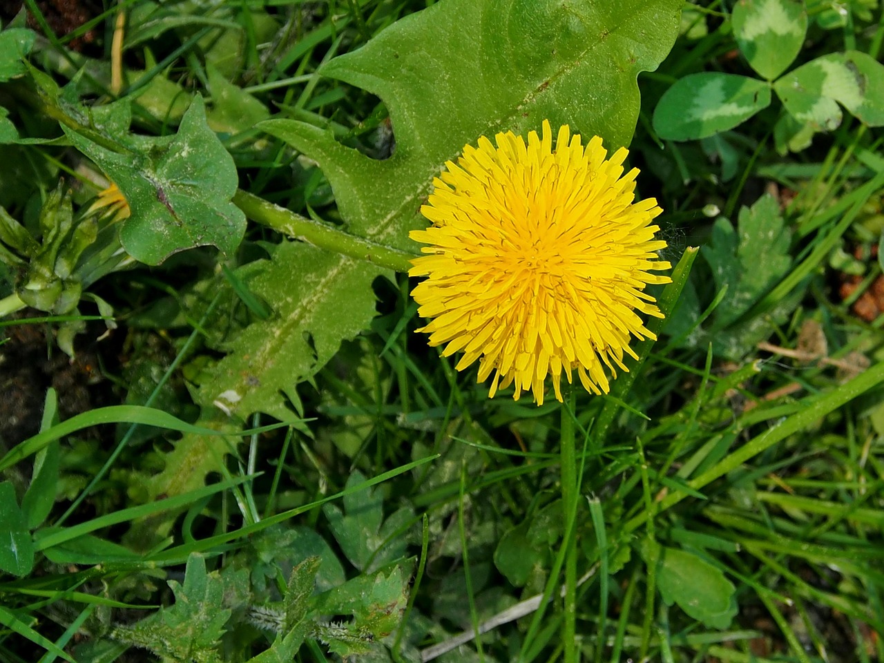 dandelion, yellow, blossom, bloom, pointed flower, common dandelion, yellow flower