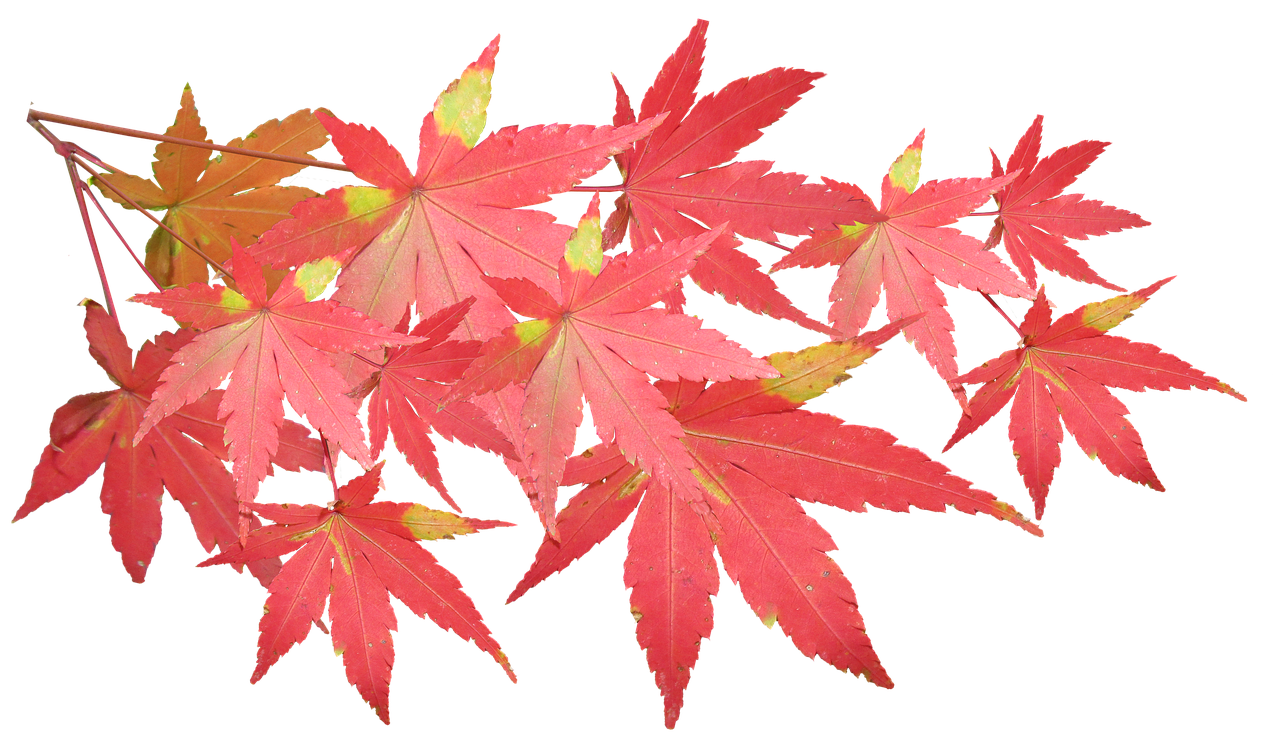 leaves, maple, branch, autumn, fall, nature, tree, garden, cut out, isolated, maple, maple, maple, maple, maple, autumn, autumn, autumn
