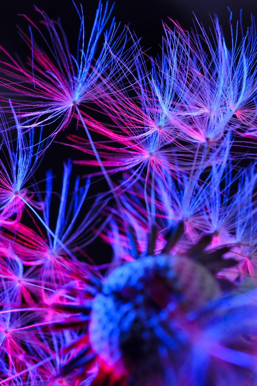 dandelion, seeds, common dandelion, blossom, bloom, pollen, pointed flower, coloured, multicoloured, light