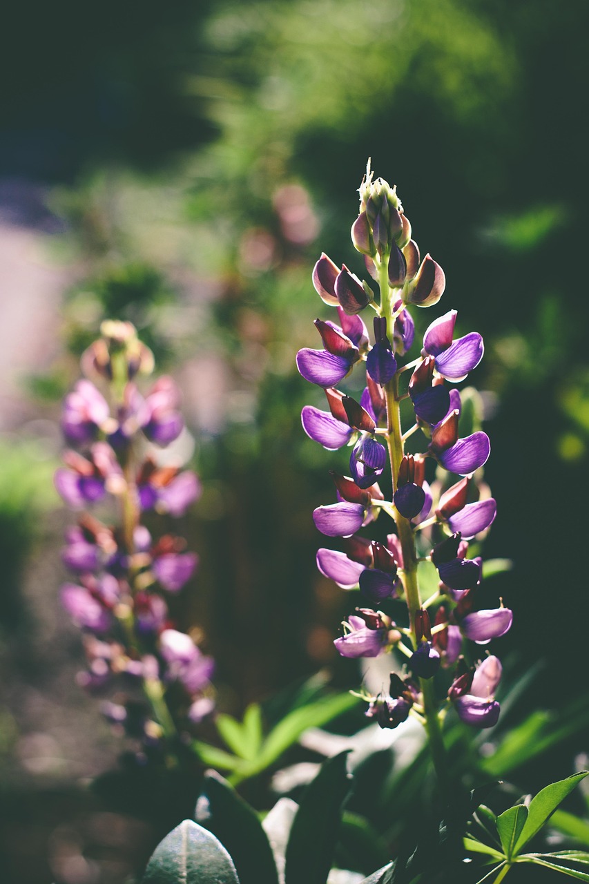 blumen, lupinen, blumentapete, blumen hintergrund, lilane blumen, blütenblätter, lila blüten, garten, sonnenschein, blüte, flora, schöne blumen, natur, lupinus polyphyllus