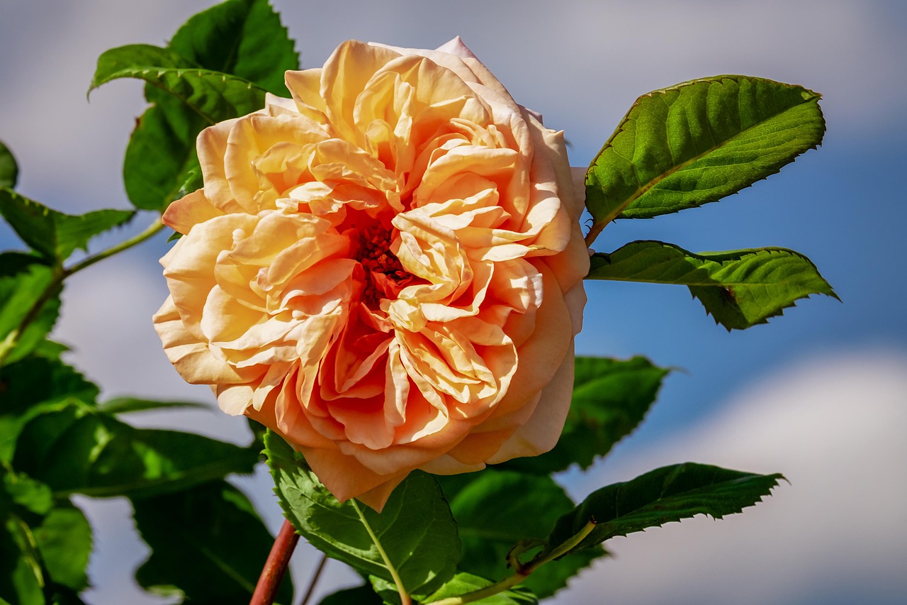 floribunda, blomst, have, floribunda blomstrer, kronblade, floribunda kronblade, blomstre, blade, blomst tapet, smukke blomster, flora, blomst baggrund, natur, tæt på, duft