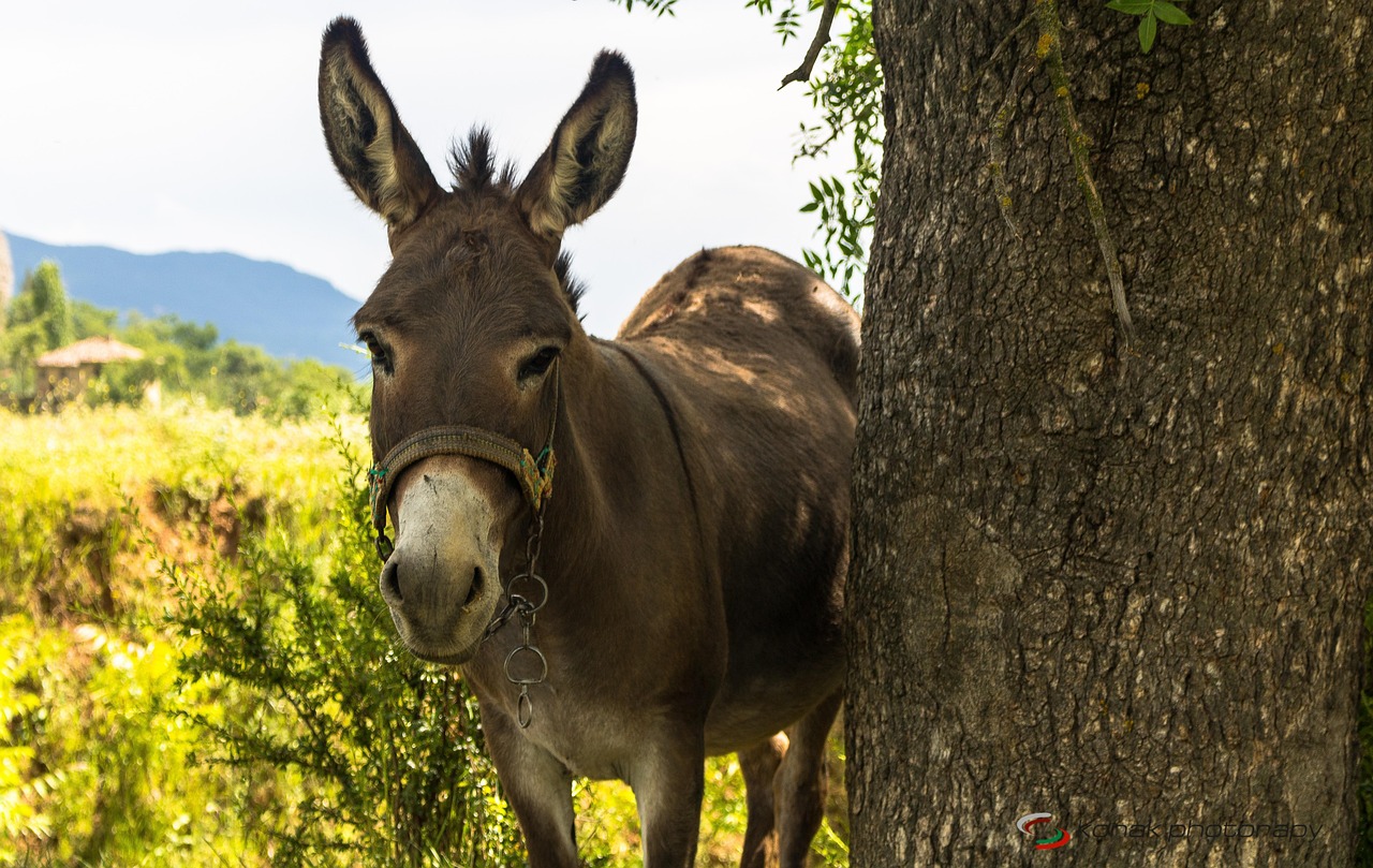 donkey, animal, scott, cute, nature, donkey, donkey, donkey, donkey, donkey