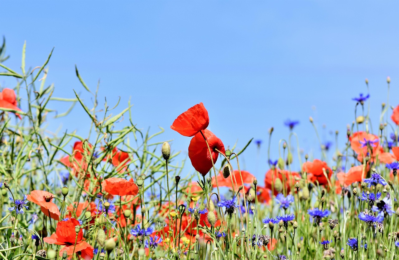 mohnblumen, blumen, kornblumen, schöne blumen, knospen, blumenwiese, rote mohnblumen, feld, blütenblätter, blumen hintergrund, rote blütenblätter, blüte, flora, blumentapete, natur, centaurea montana, pflanzen, wildblumen, garten, wiese