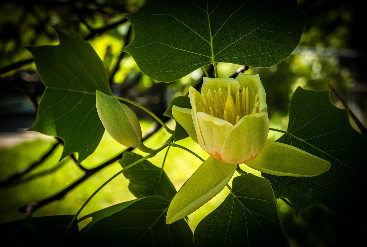 tulpenbaum, blumen hintergrund, blüte, blumentapete, natur, schöne blumen, blume, feder