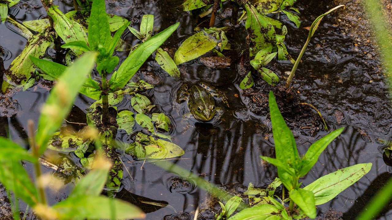 pool, pond, frog, nature, waters, aquatic animal, animal, pond frog, water frog