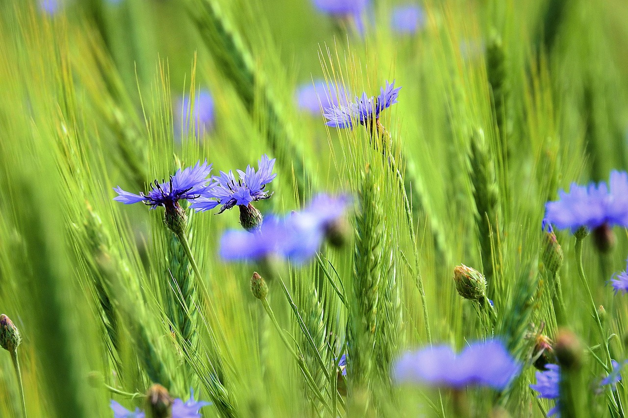 kornblumen in den feldern, natur, feld, polen