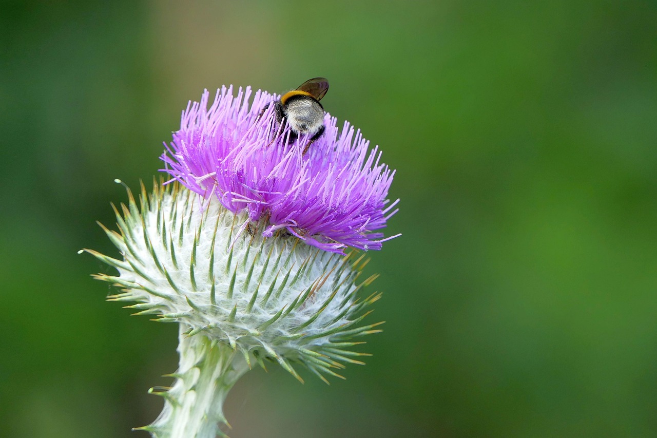 thistle, insect, nature, close up, plant, cirsium vulgare, lancet cirsium, composites asteraceae, thistle, thistle, thistle, thistle, thistle