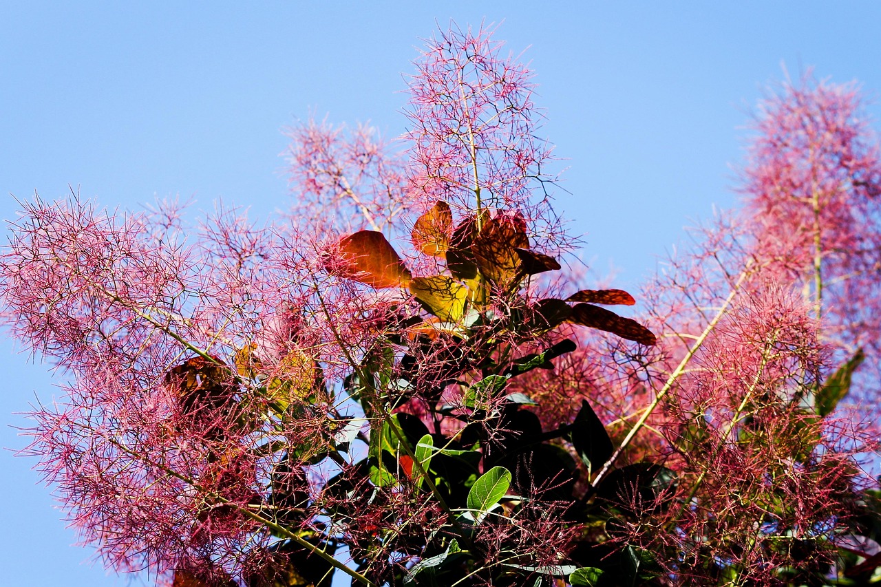 wig brush, cotinus coggygria, dyer sumac, schmack, fisettholz, sumac green, ornamental shrub, impression, bright, bush, red, garden plant, ornamental plant, woody, shrub, wig tree, cotinus coggygria, cotinus coggygria, cotinus coggygria, cotinus coggygria, cotinus coggygria
