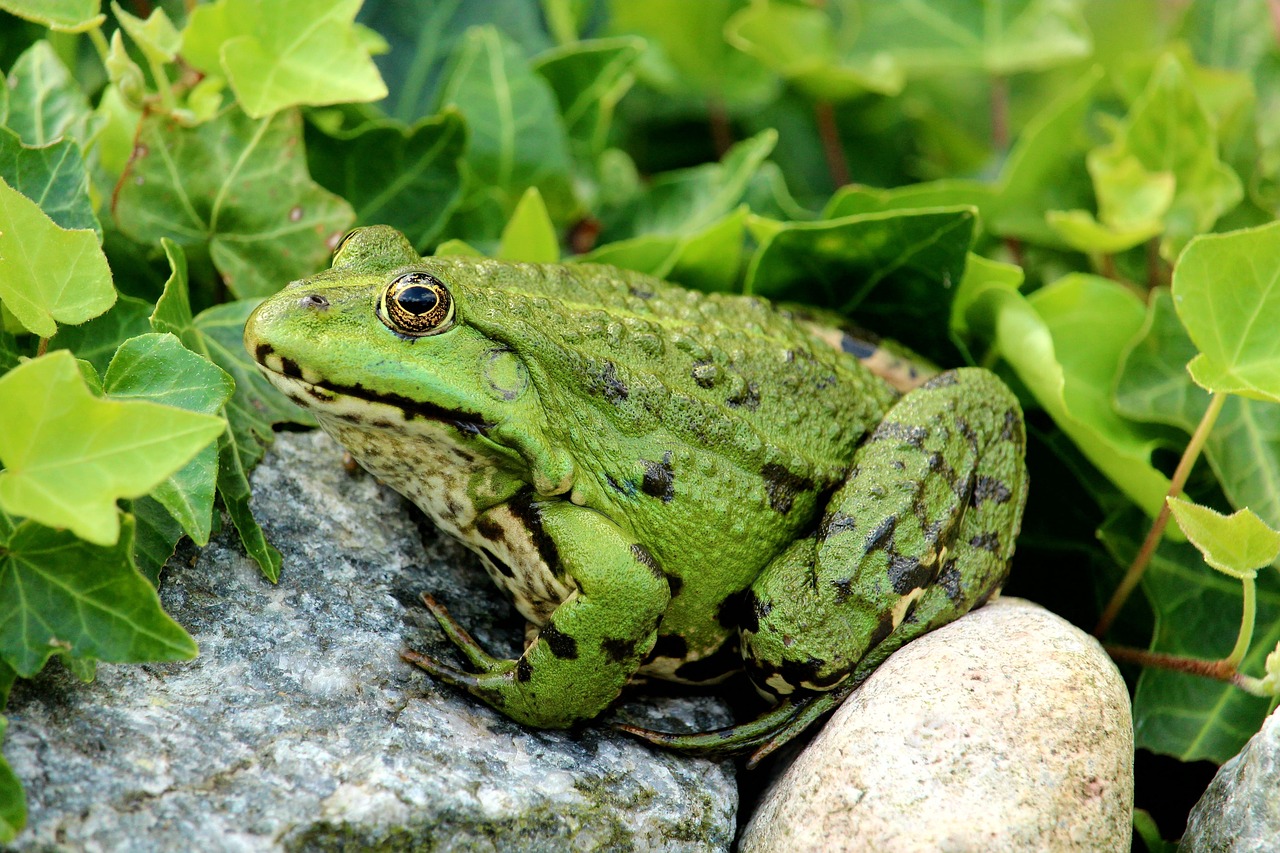 frog, pond frog, close up, green, sitting, frog, frog, frog, frog, frog
