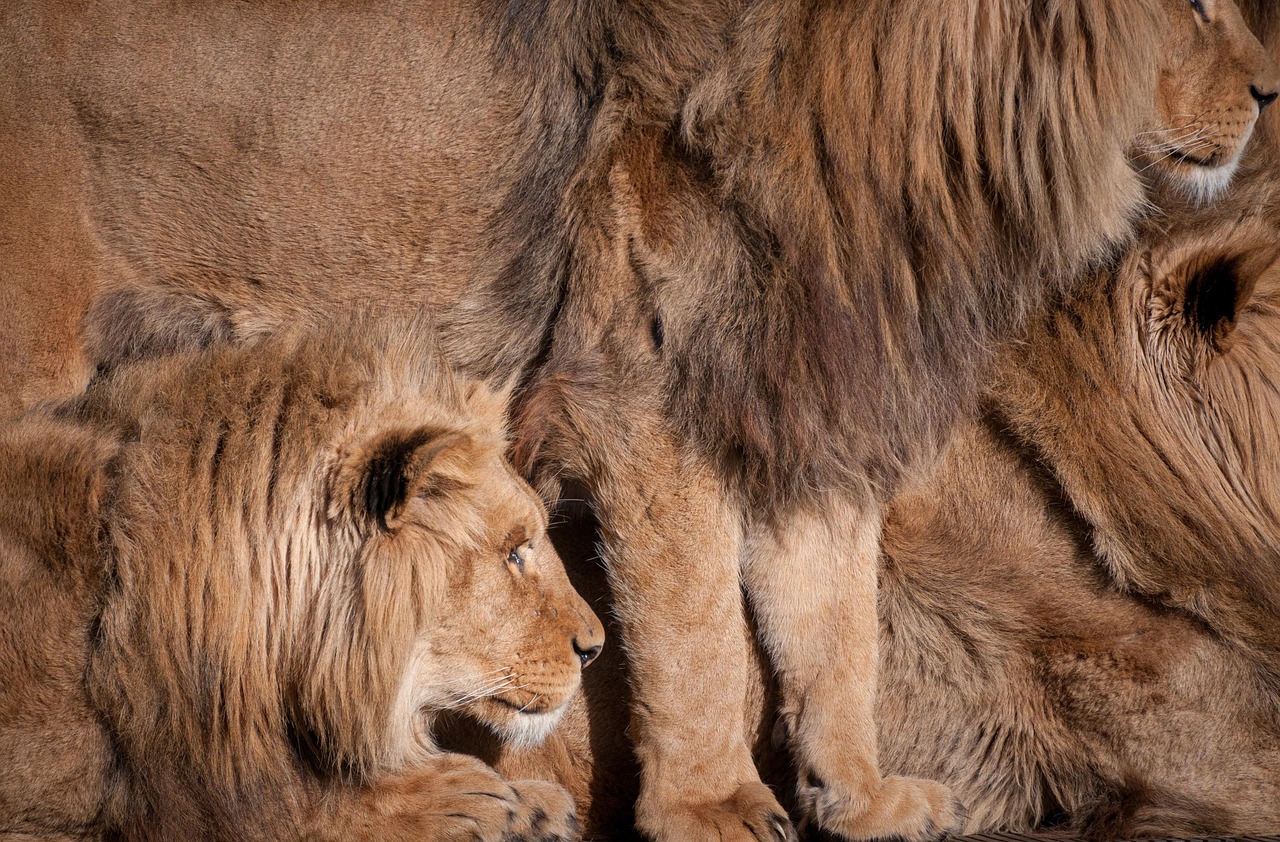 lvi, zvířata, srst, zvíře, zoo, příroda, savec, kočka, divoká zvěř, mazlíček, venkovní, safari, afrika, divočina