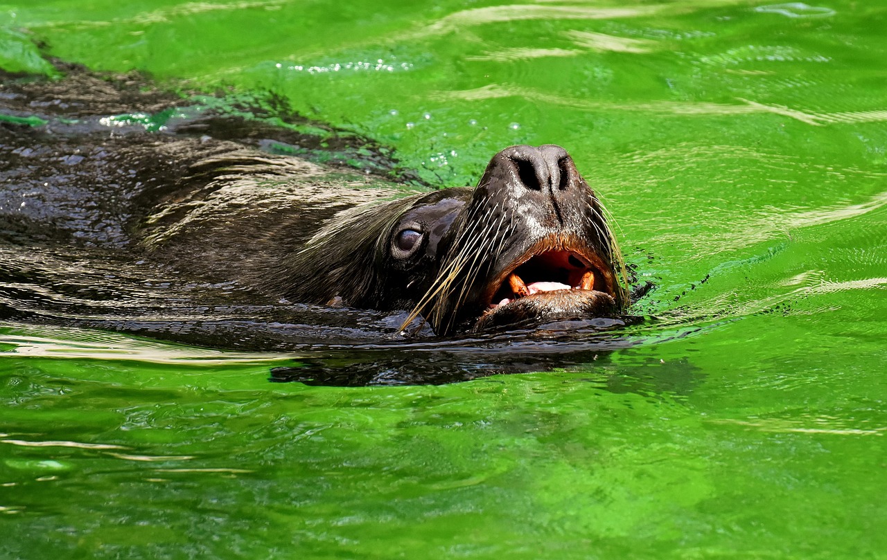 foca, león marino, agua, criaturas marinas, animal, naturaleza, mamífero, zoo, lago, criatura, fauna silvestre, vida acuática, vida marina, focas, tierpark hellabrunn