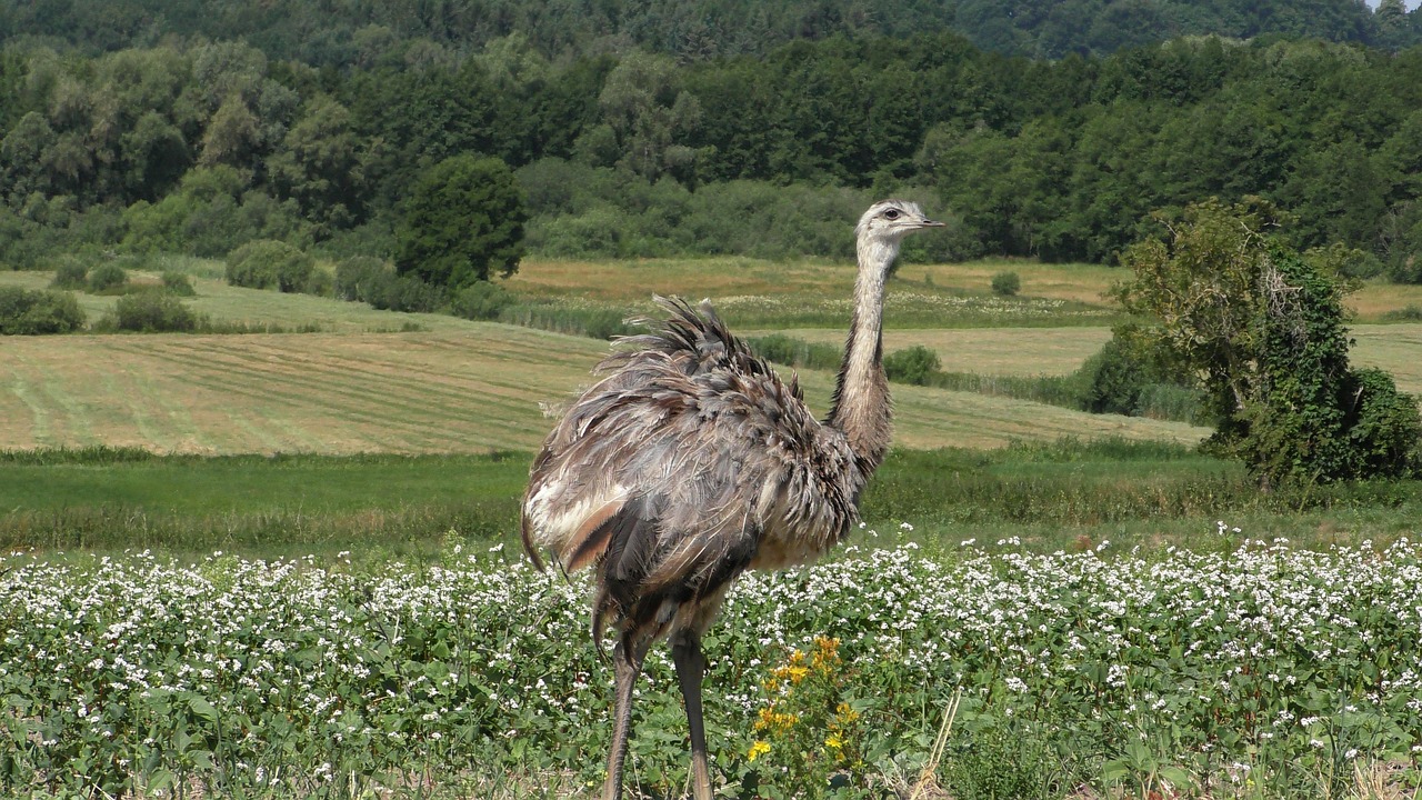 rheas, wild rheas, exotic animals, ratites, nandu northern germany