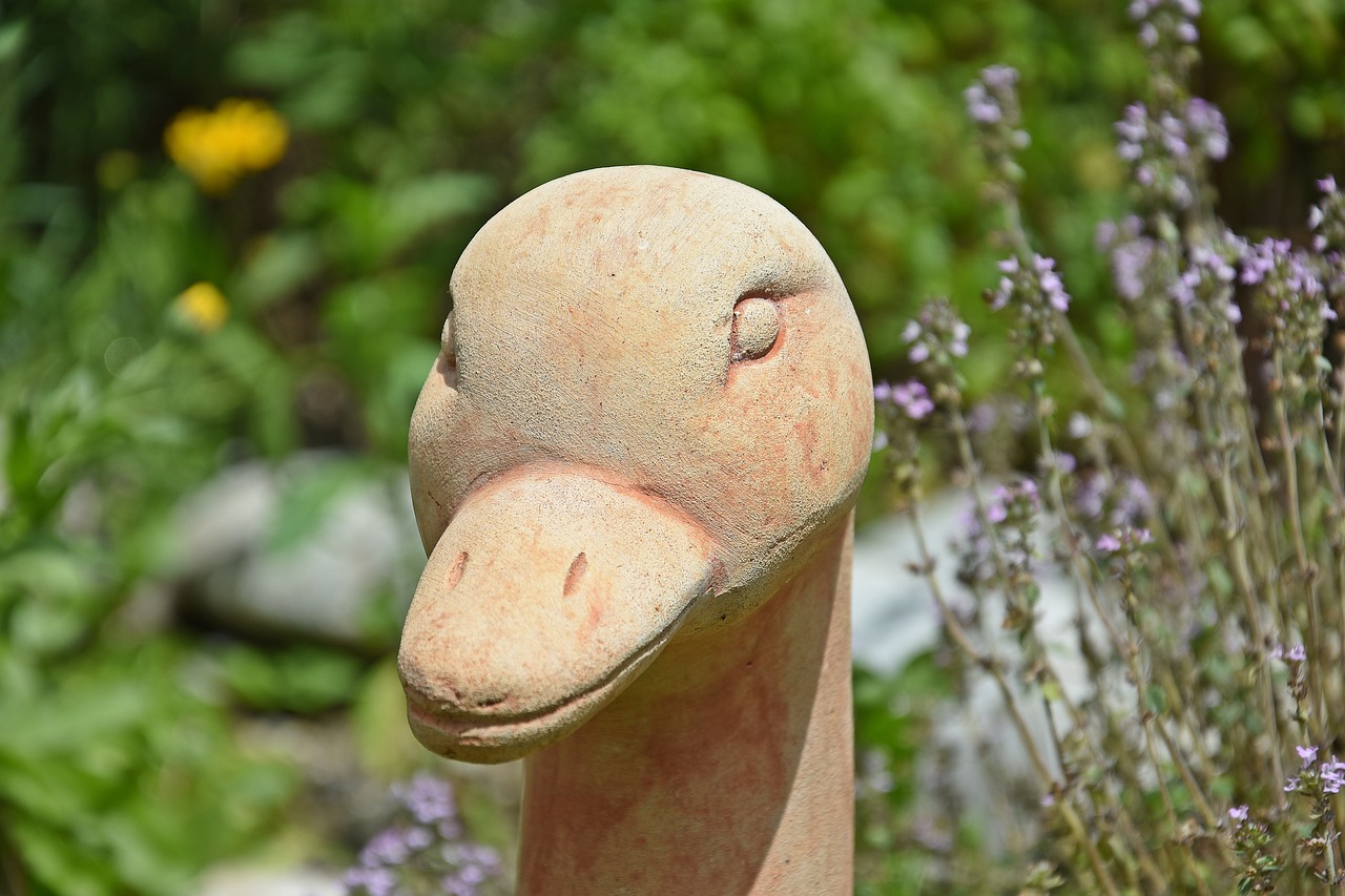 being, beak, creature, bird, nature
