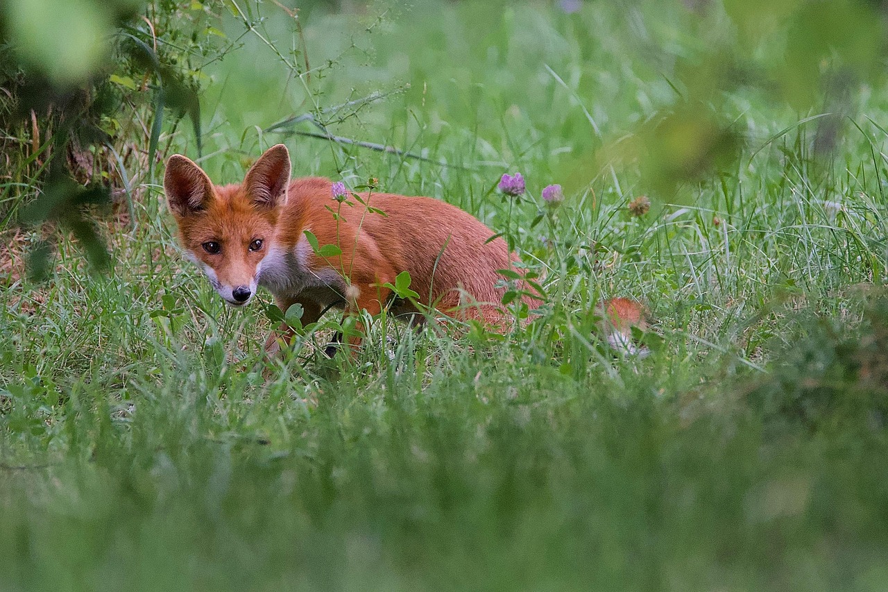 cub, savage, fox, fauna, fur, carnivorous, mammals