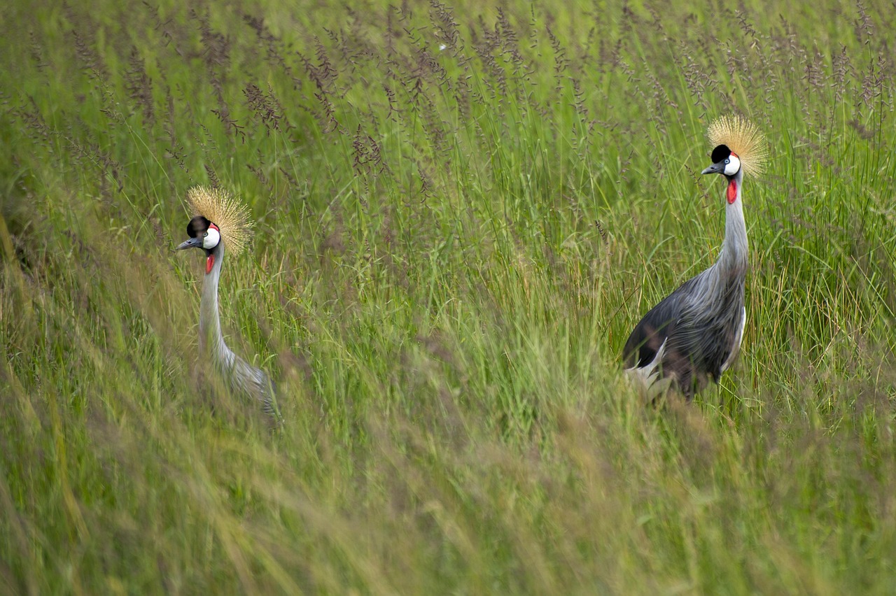 oiseau, afrique, grue, la nature, les animaux, faune, pic, la plume, sauvage, exotique, safari, plumage, coloré, des stylos