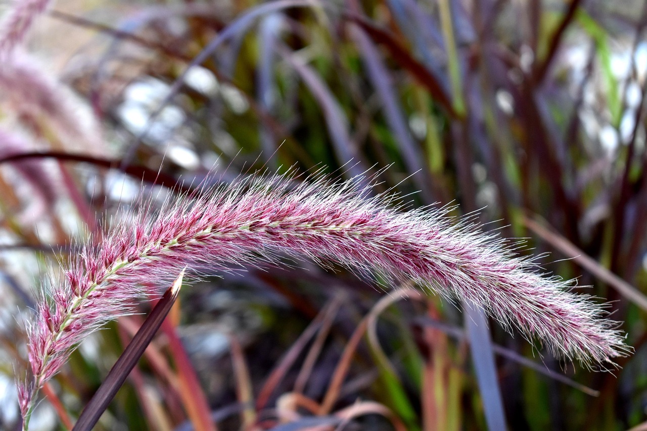 grass, purple fountain grass, plant, garden, pennisetum setaceum rubrum, nature, pond, fountain, flora