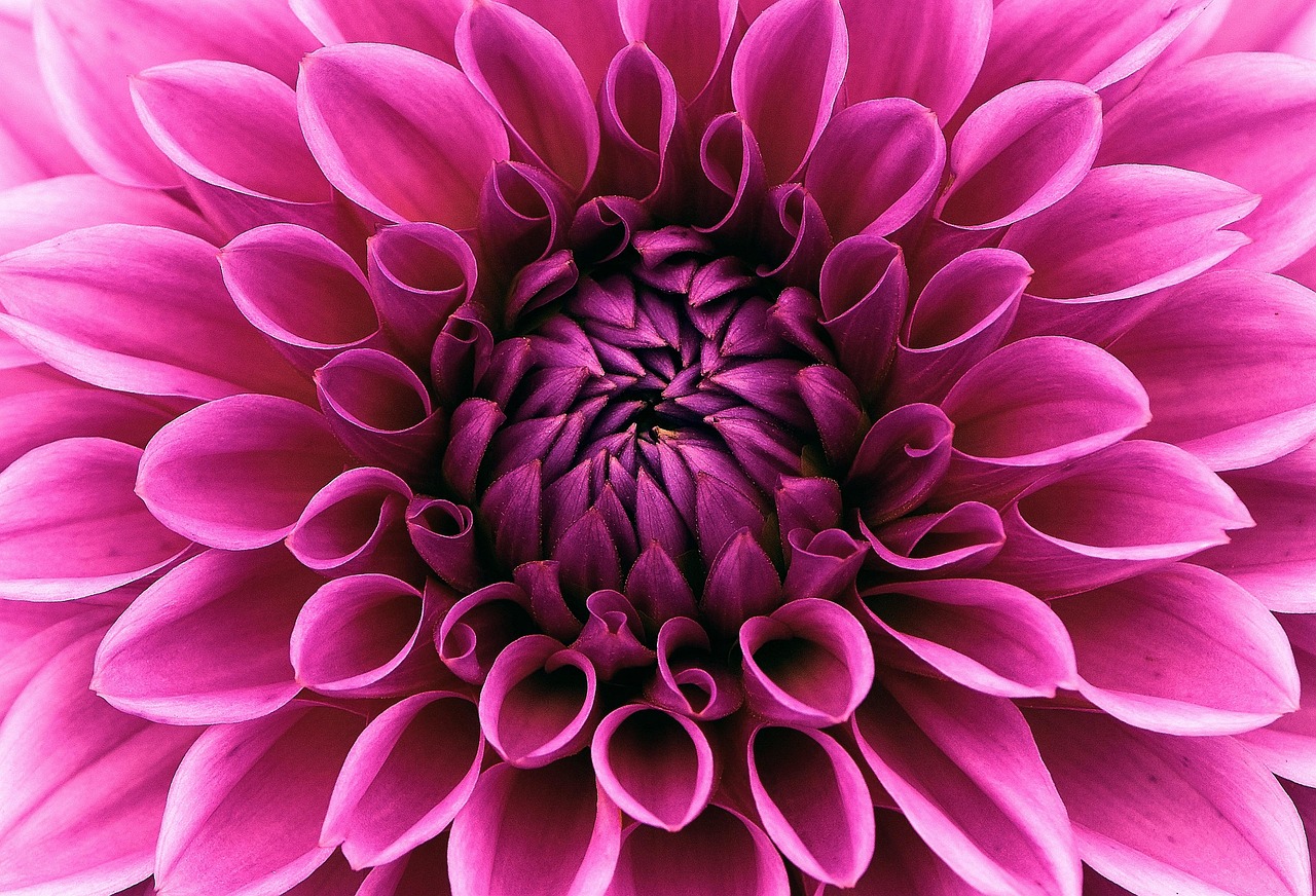dahlie, blume, lila dahlie, blütenblätter, lila blüten, blüte, garten, flora, pflanze, schöne blumen, dekorative blume, blumentapete, natur, blumen hintergrund, nahaufnahme