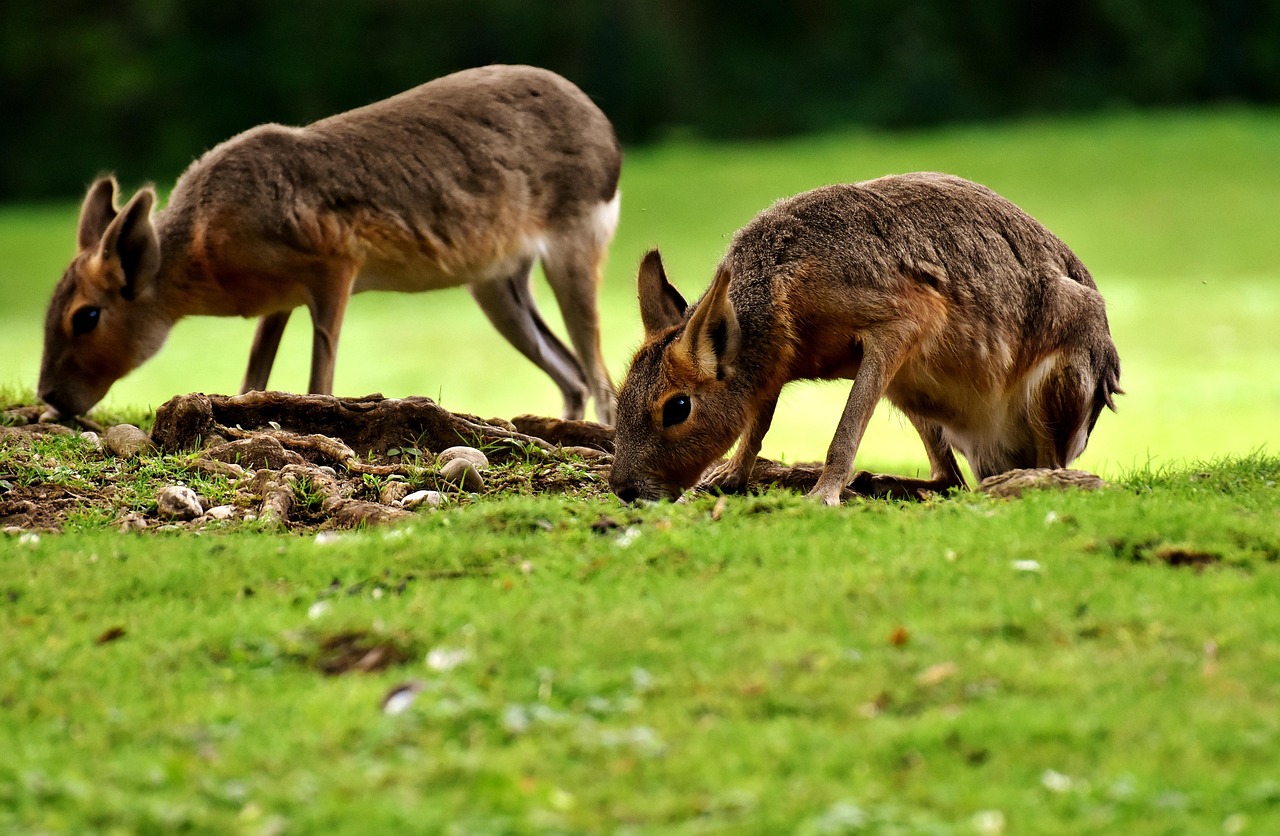 pampas rabbits, wild animal, zoo, enclosure, tierpark hellabrunn