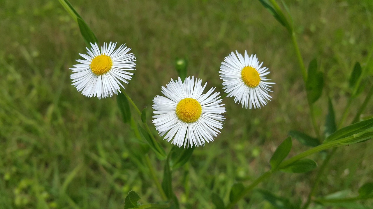 ei blume, der hund starb zuerst, frühling hoffen erste