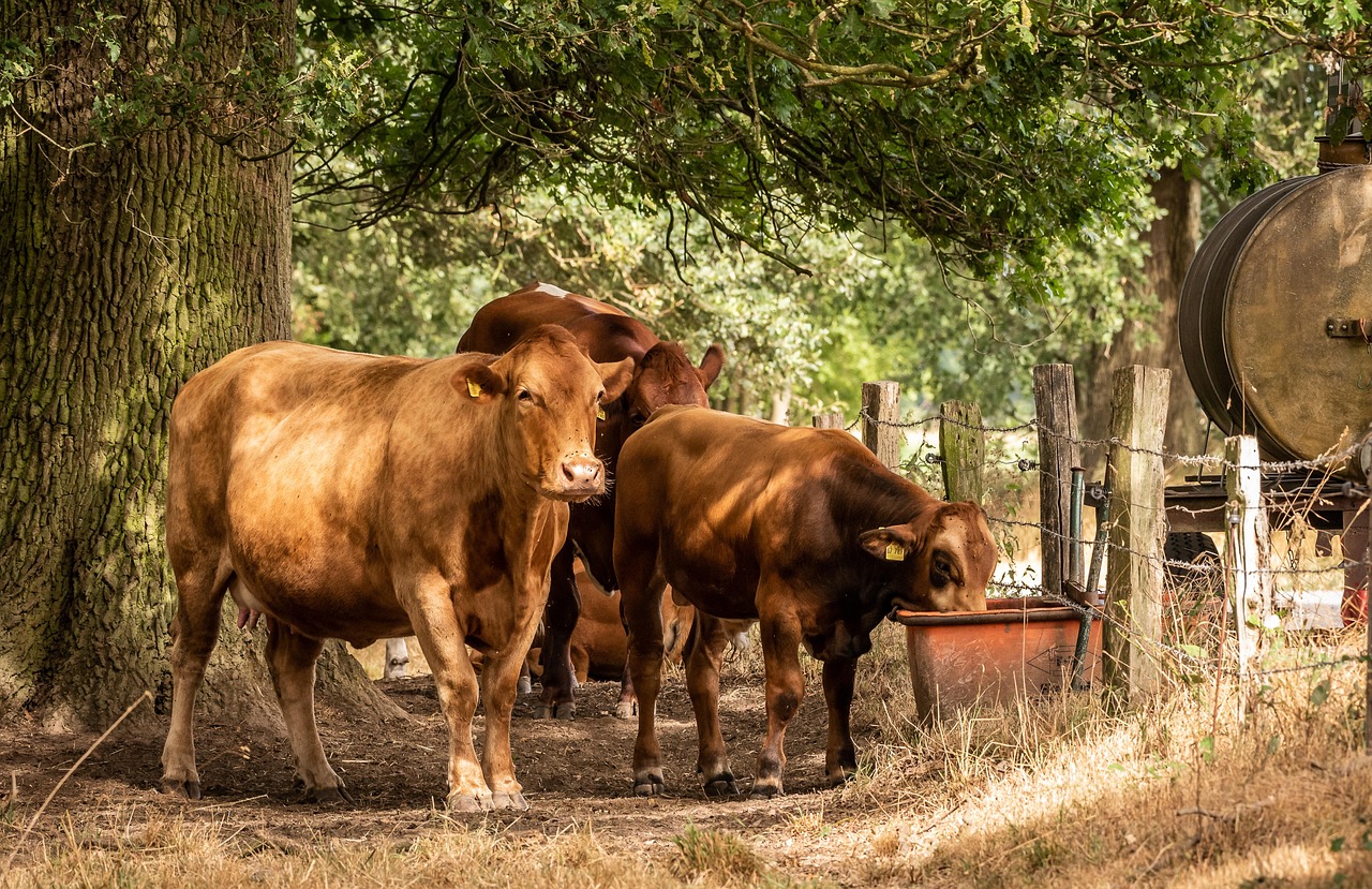 koeien, boerderijdier, rundvlees, natuur, weiland, melkvee, runderen, hoorns, drankjes, dieren, zoogdieren, boerderijdieren, groep, de schaduw, bomen