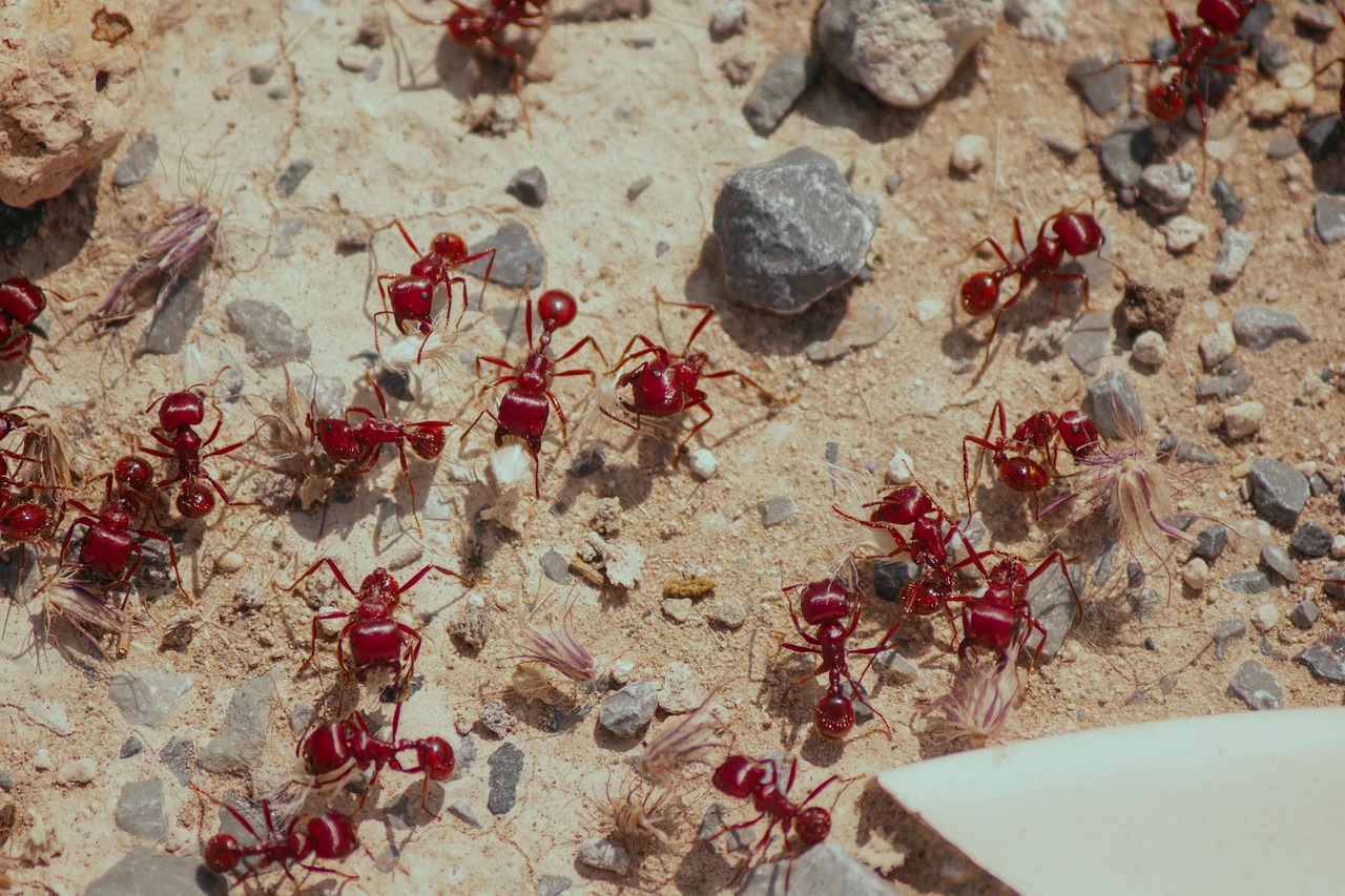 hormigas, fauna, insectos, hormiga, jardín, animales, naturaleza, bichos