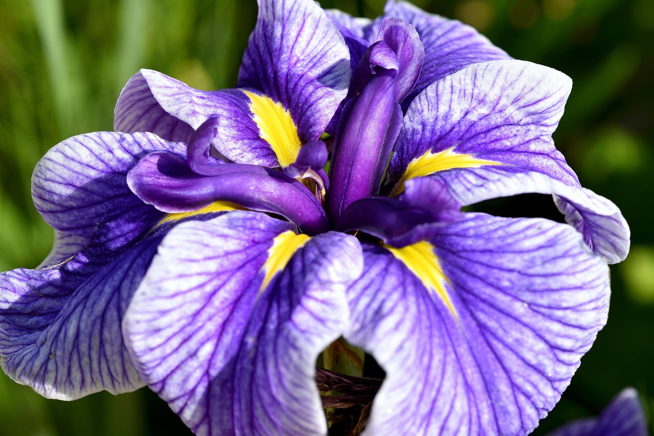 flower, garden, tropical, plant, flower background, beautiful flowers, flower wallpaper, nature, blue, petals