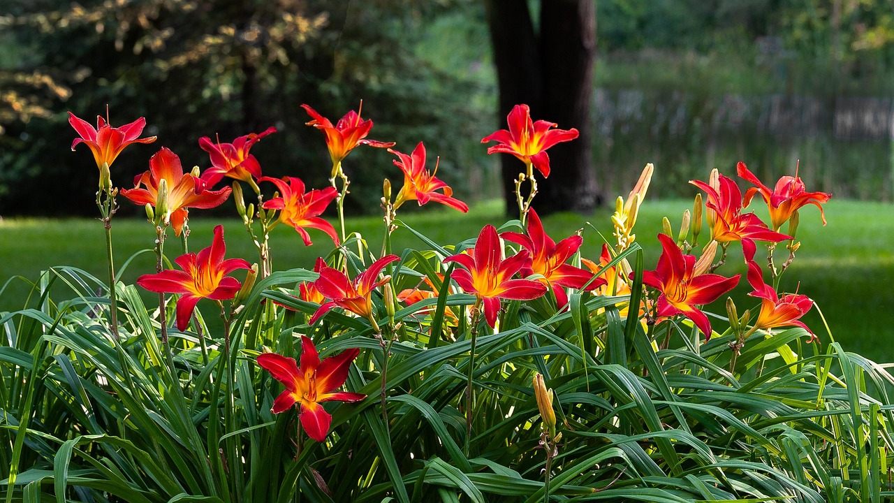 daylilies, flower wallpaper, beautiful flowers, nature, hemerocallis, daylily, garden, flower background, flowers