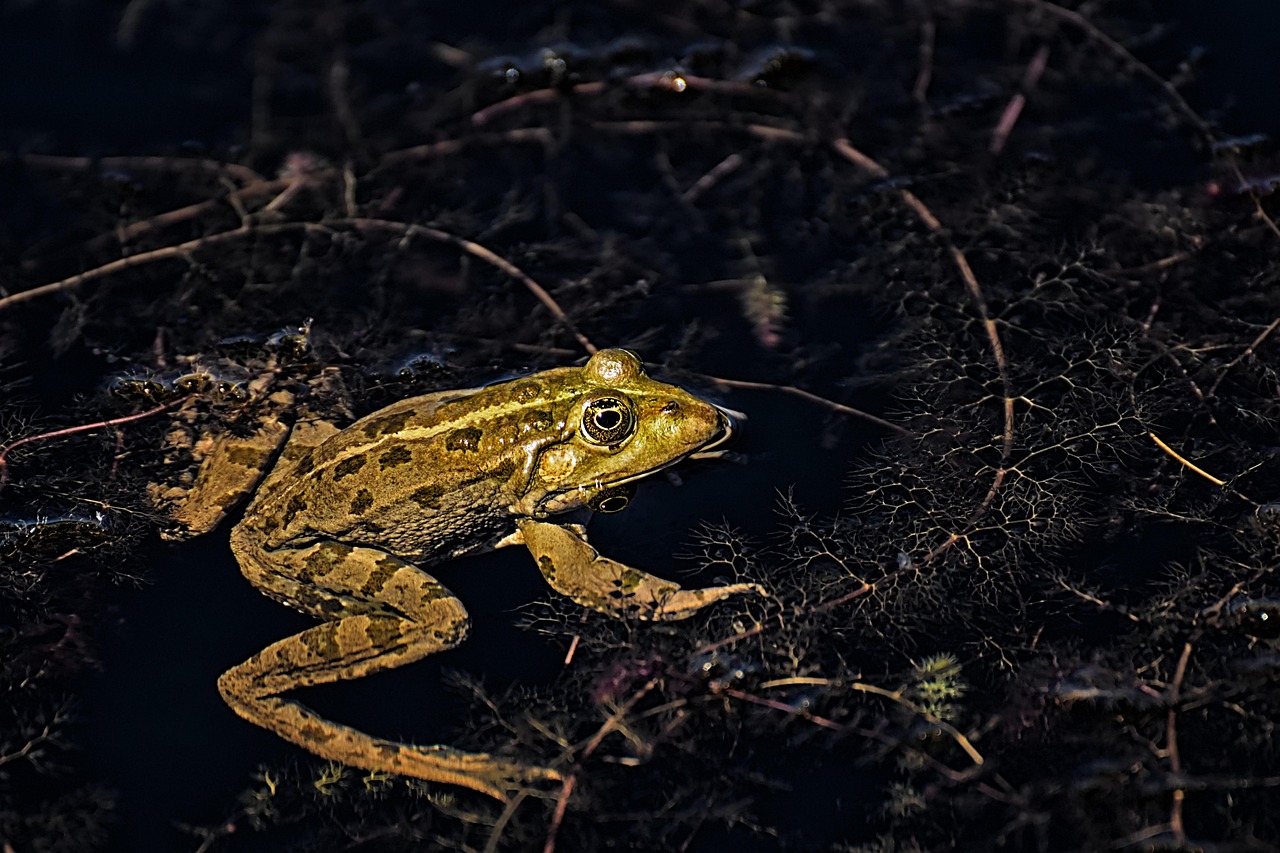 frog, nature, pond, animal, water frog, pond frog, high, toad, water