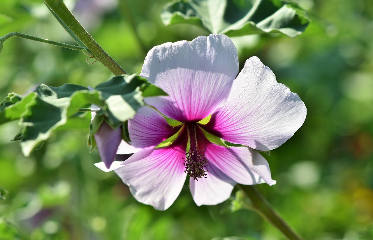 strauchmalve, malve, blume, lila blume, blütenblätter, lila blüten, schöne blumen, blumen hintergrund, blüte, blumentapete, flora, natur, nahaufnahme