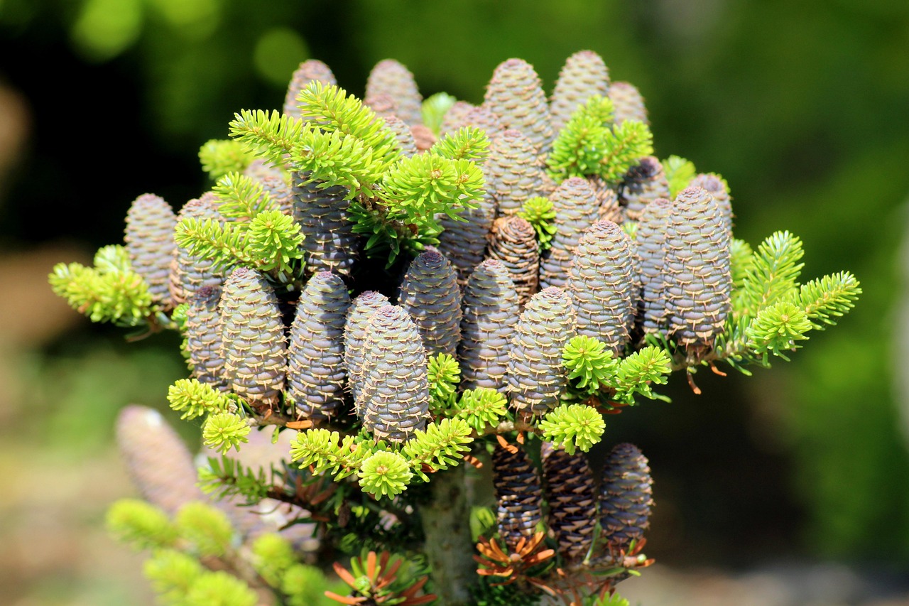 tree, coniferous, cones, decorative, green, fir, branch, nature