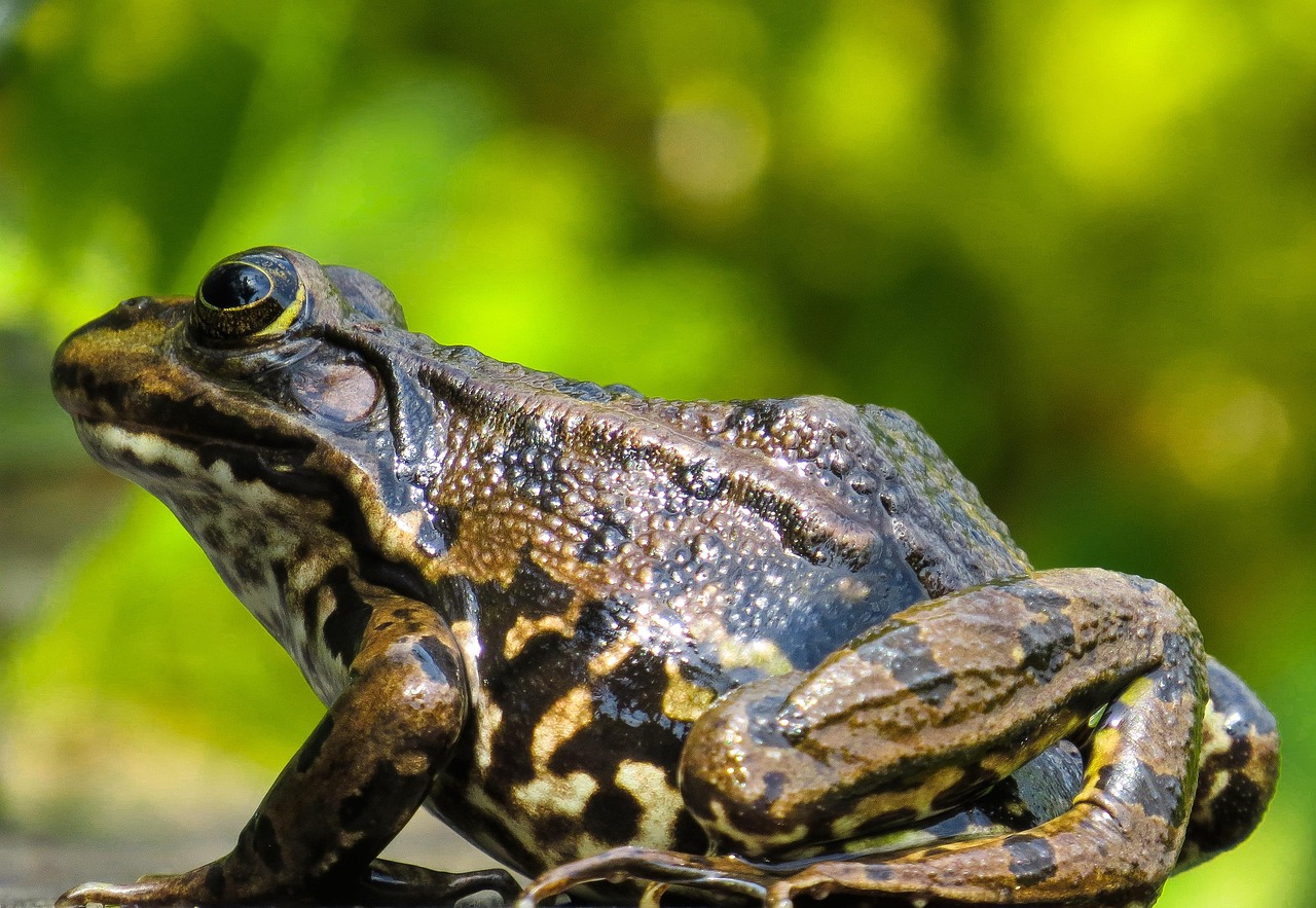 animal, frog, amphibian, pond frog, pond, nature, slippery, aquatic life, pond dwellers, toad, frog skin