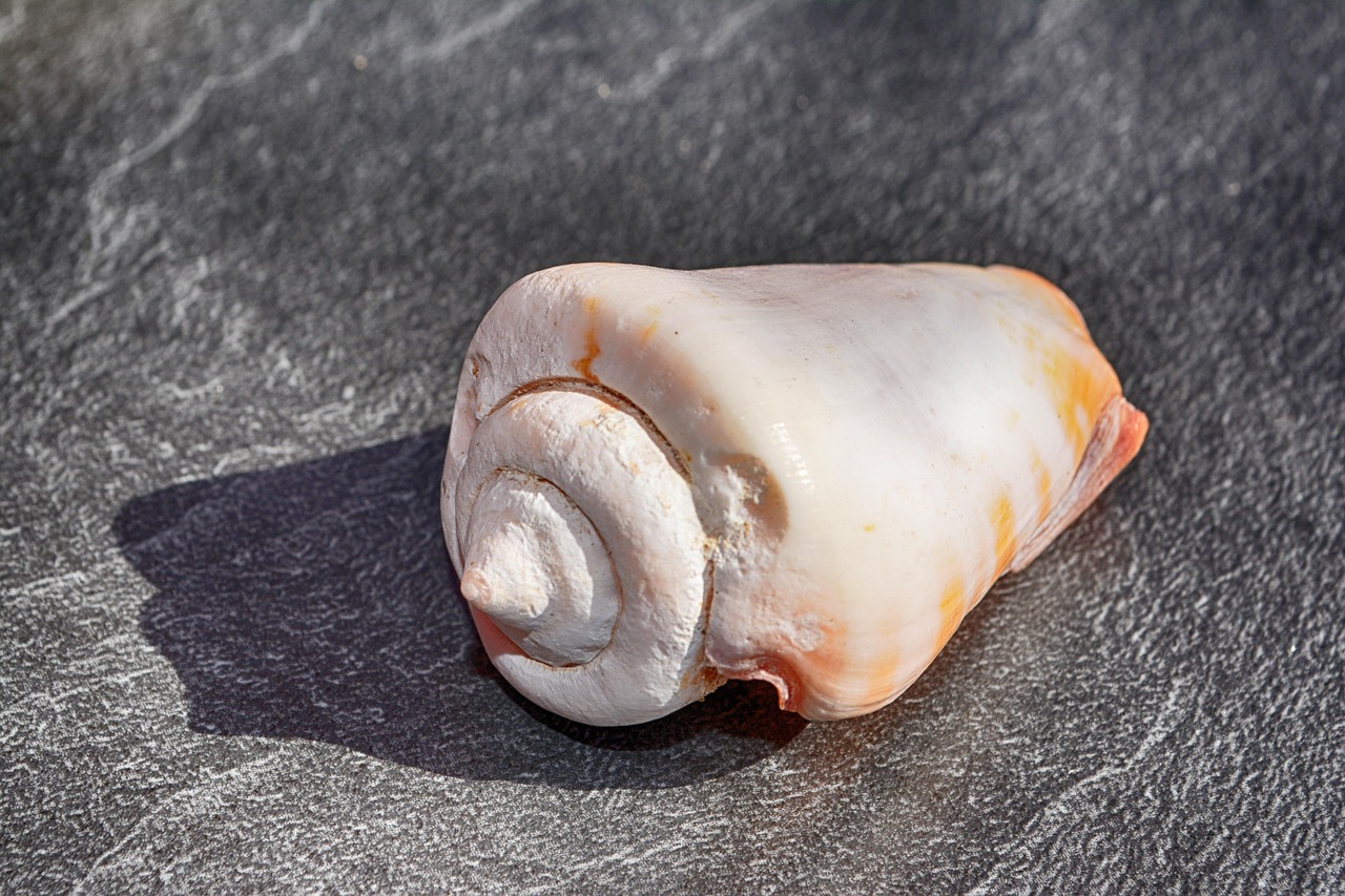 héj, bezár, csiga, tengeri lények, csigaház, strand, természet, tengeri, tengeri állatok, részletfelvétel, spirál, dekoratív, vízi élővilág