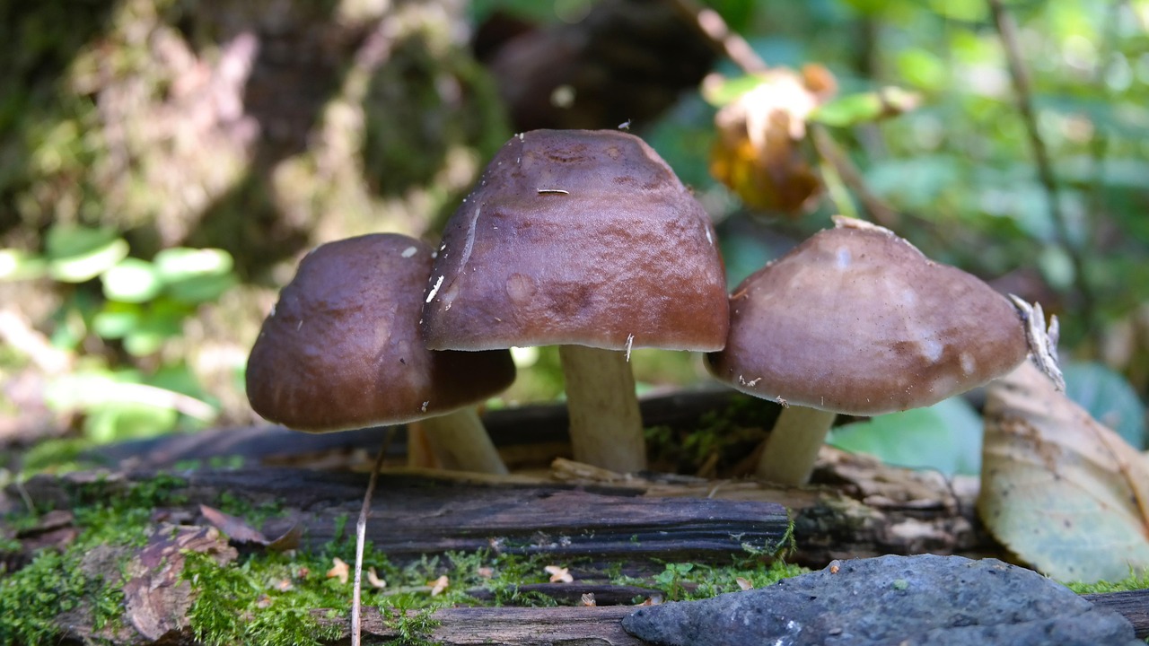 forest, mushrooms, nature, in the fall of, autumn