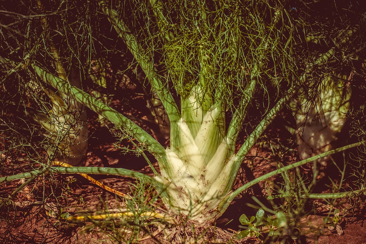 fennel, foeniculum vulgare, fields, field, fennel field, vegetable garden, cultivation, agriculture, harvest time, floor, earth, fennel bulb, aromatic plant, medicinal plant, plant, umbelliferae, nature, fennel, fennel, fennel, fennel, fennel