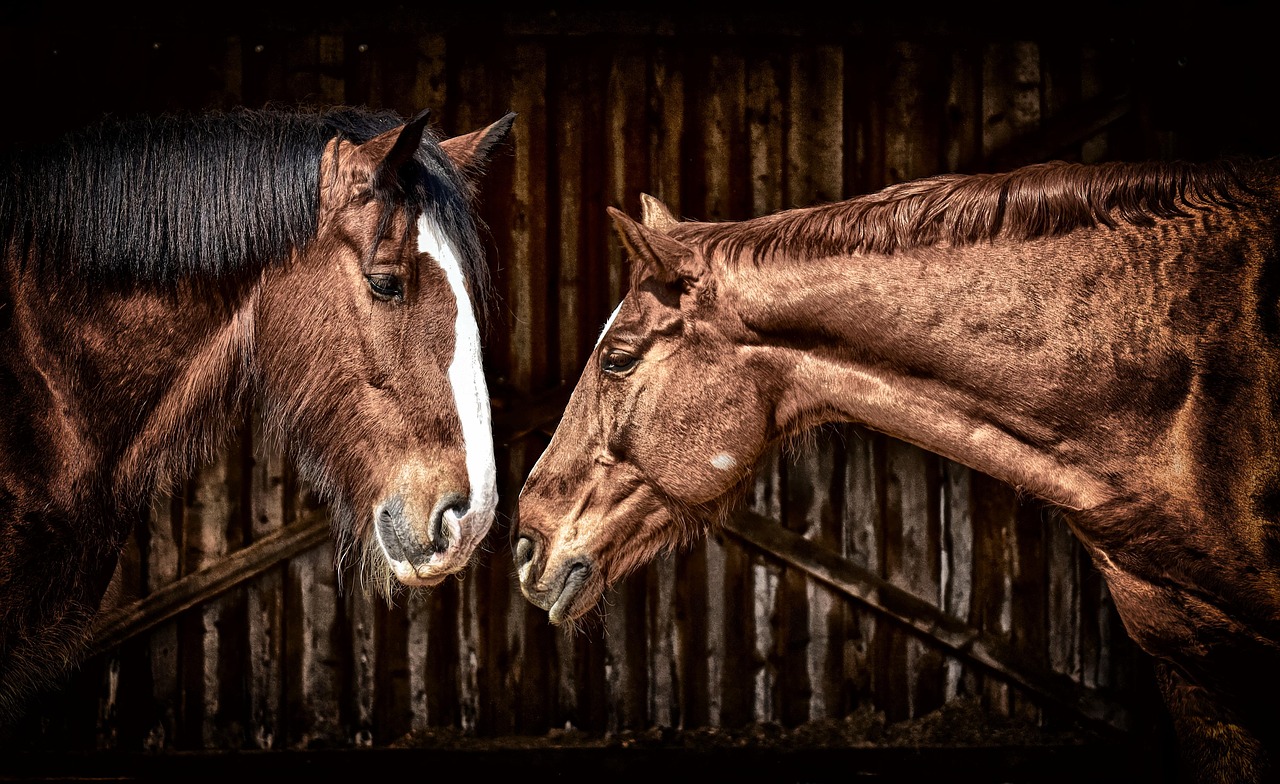 horses, nature, friendship, horse stable, shire horse, animals, two, pferdeportrait