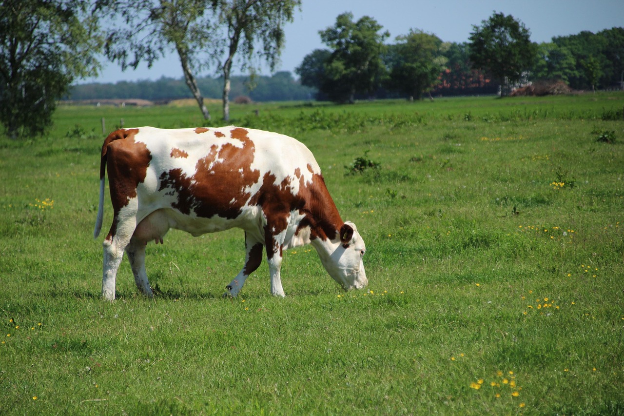 tehén, rét, természet, marha, farm, fű, herkauwer, tehenek, állatok