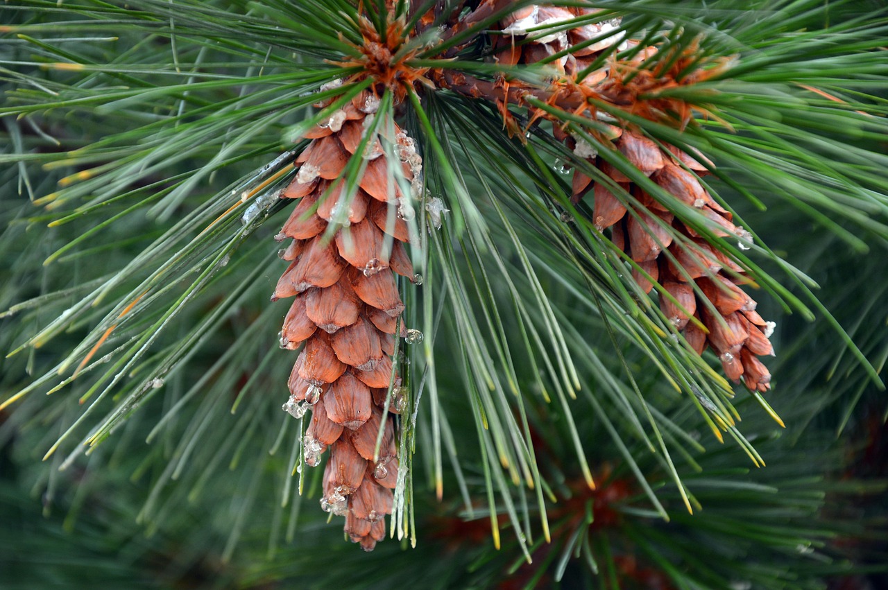 pinecone, tap, needles, fir tree, conifer, softwood, fir branch, branch, fir green, nature, tree, pinecone, pinecone, pinecone, pinecone, pinecone